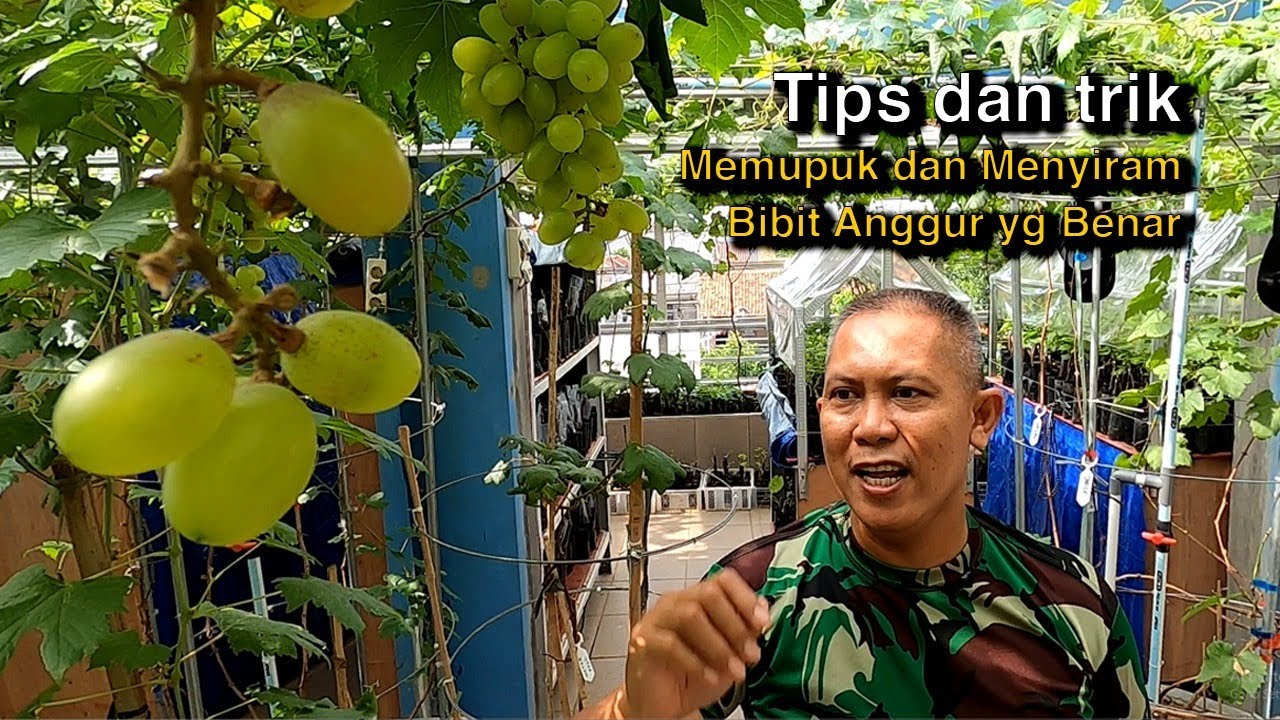 TIPS & TRIK MEMUPUK DAN MENYIRAM  BIBIT ANGGUR YG BENAR