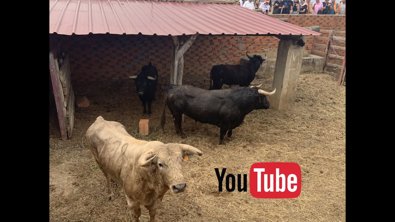 Desenjaule 7 Septiembre 2023 - Fiestas Carbajales De Alba -