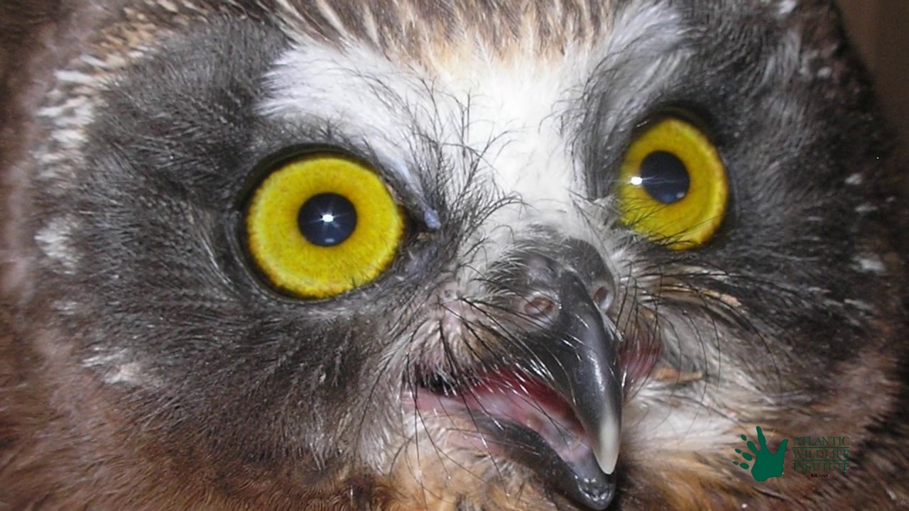 AWI.goplay5050.com to help wildlife in need!