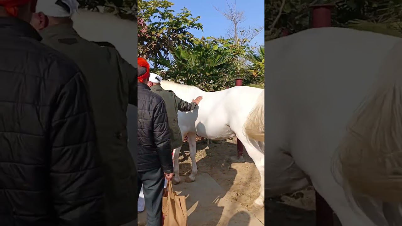 ਪੰਜਾਬ ਦੀ ਮੇਰਾ ਵਿਰਾਸਤ ਸੰਬਾਲੀ ਵੀਰਾਂ ਨੇ'' bhai Sukhmeet singh vlogs ,, today new vlog 
