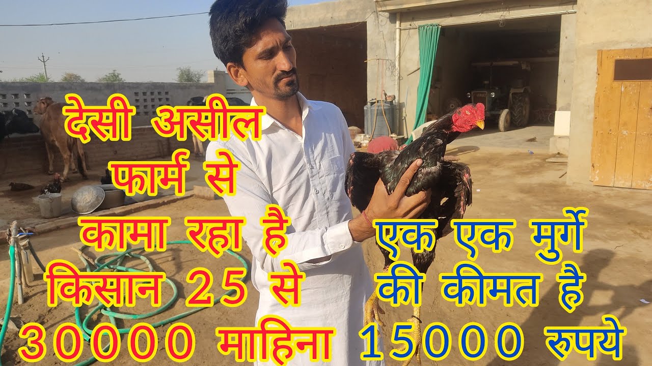 एक एक मुर्गे की कीमत है 15000 रुपये  #Kisan bhai aseel  farm se Kama raha hai 25 se 30 hajar month