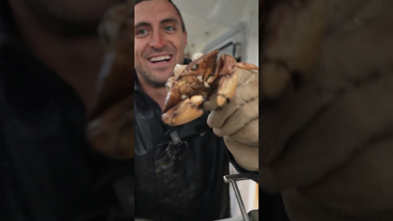 Removing barnacles from a crab #lobster #sustainable #commercialfishing #education #learn
