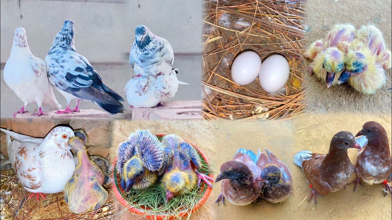 2 Pigeon Chicks Growth | Eggs Hatching To Flying Days | Hatching Eggs 