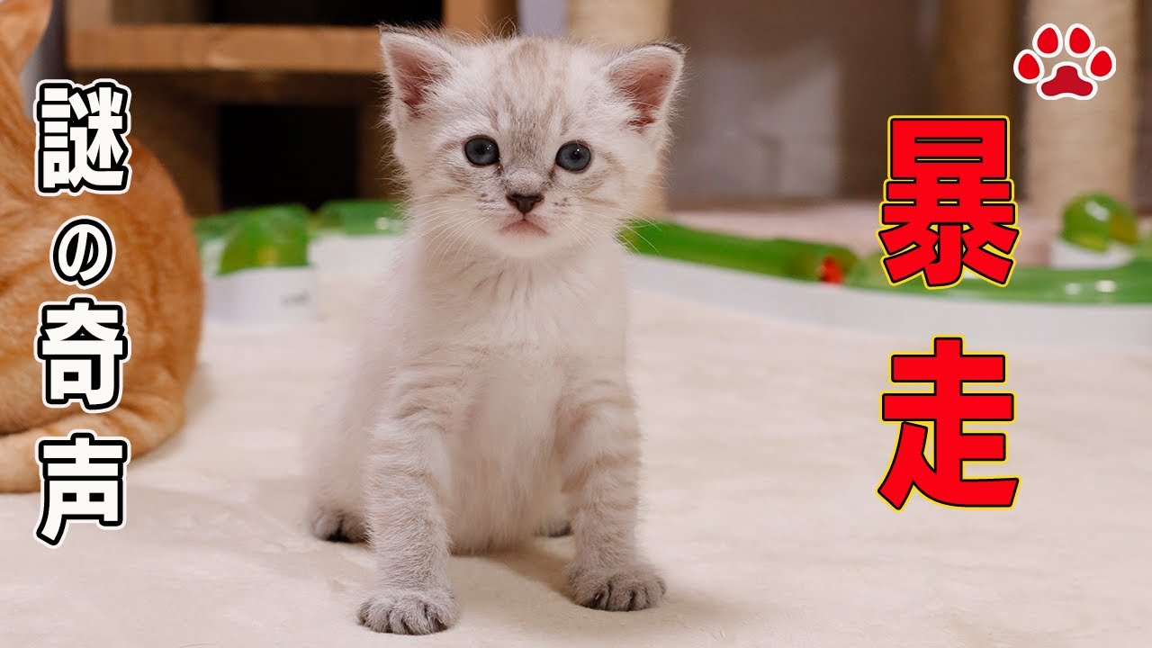 「きーや」と奇声を出して暴れる子猫、心配そうに見に行く先輩猫【瀬戸のアンジュ日記】