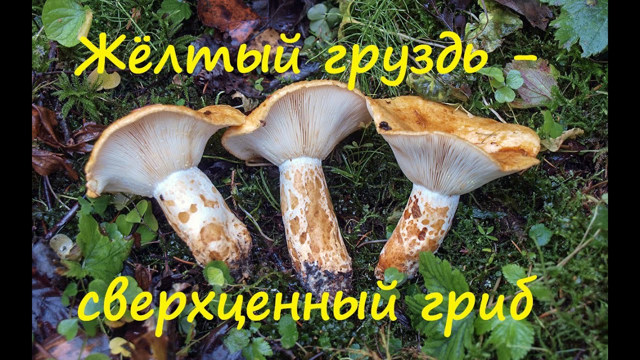 Жёлтый груздь - сверхценный гриб. Lactarius scrobiculatus.