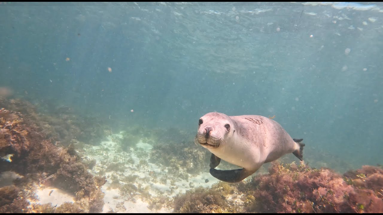 Camping WA & Seal Swims with Kitty