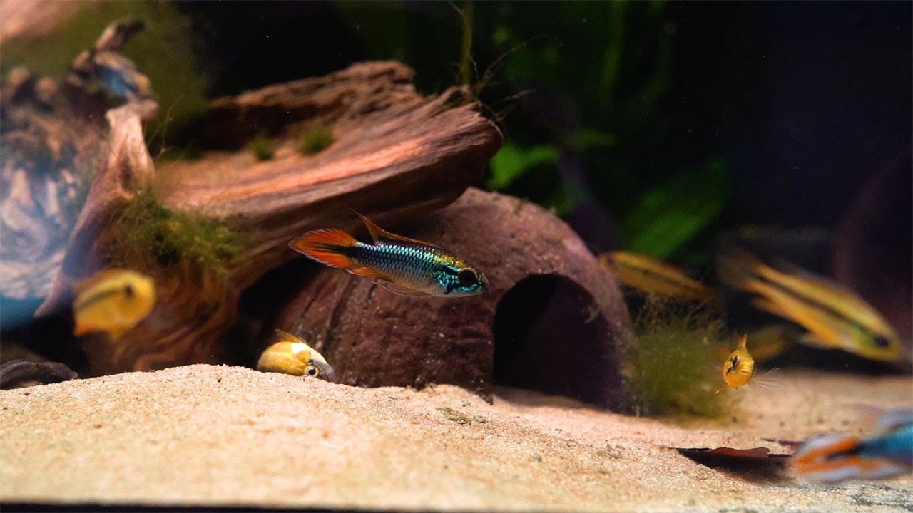 Agassiz&rsquo; Zwergbuntbarsch 'super red' - Apistogramma agassizii 'super red'