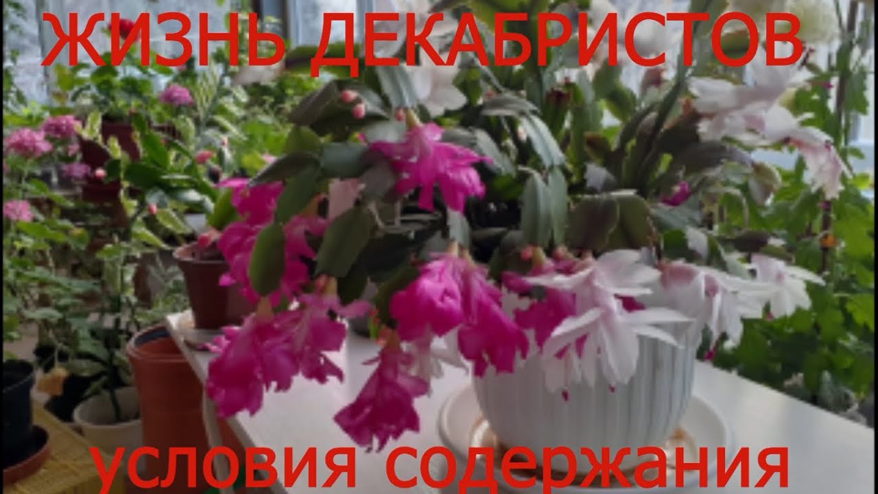 При каких условиях цветут Декабристы( Шлунбергер)