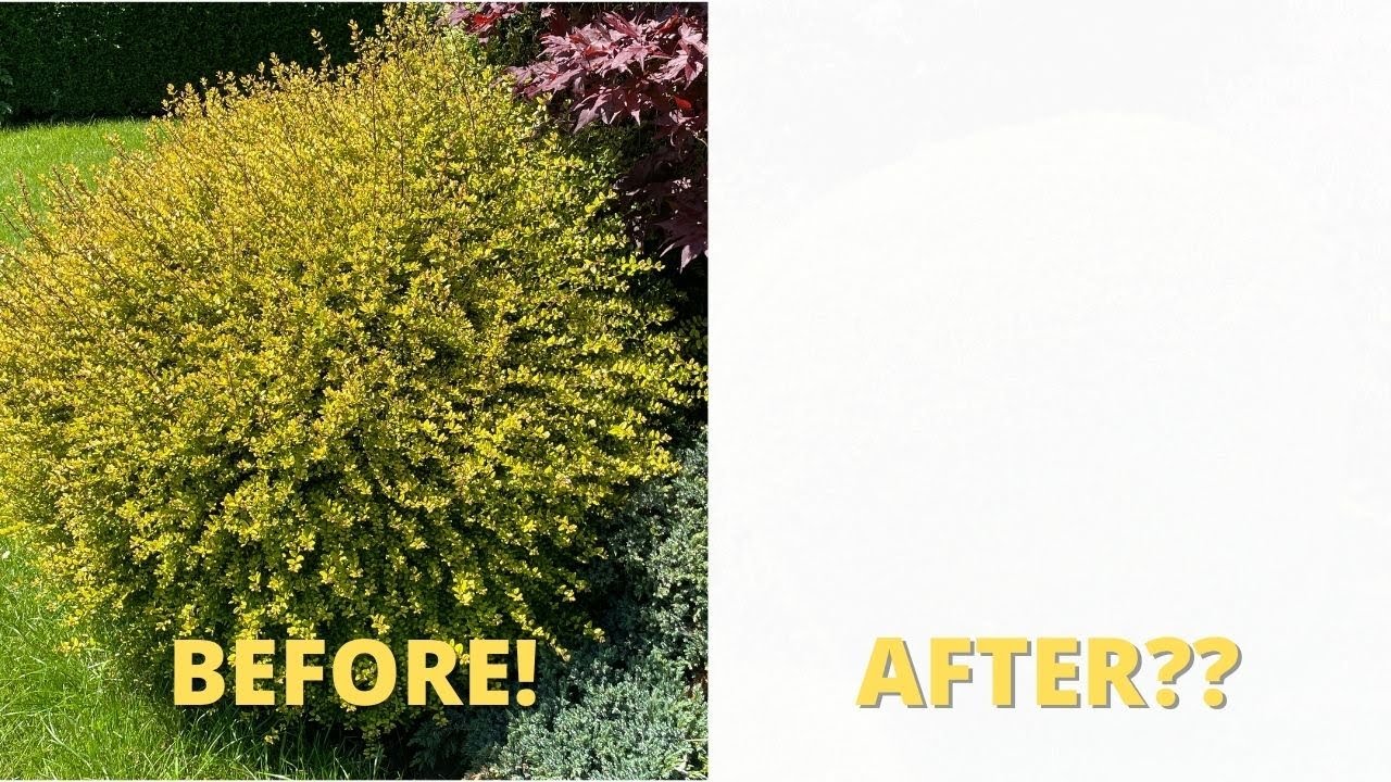 6 Minutes Of Shrub Trimming Using Nothing But Garden Hand Shears!
