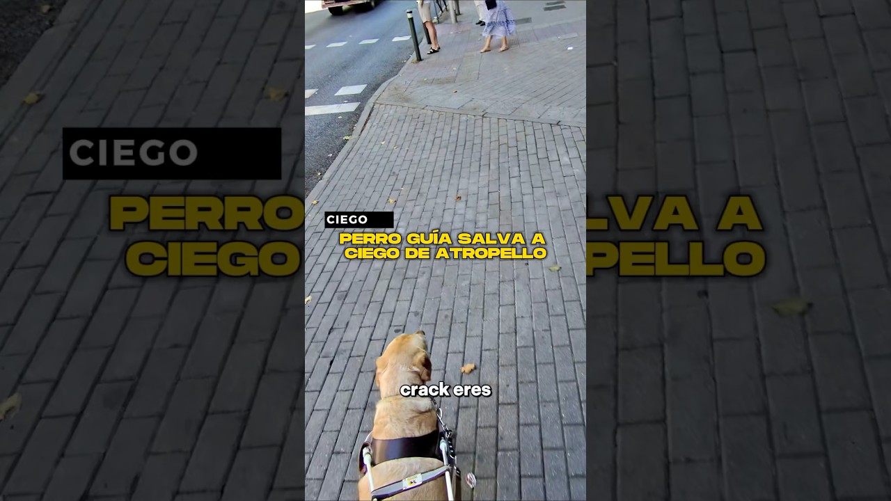 PERRO GU&Iacute;A SALVA A CIEGO DE ATROPELLO 🦮