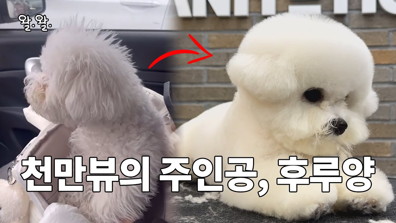 SUB] 1,600만뷰의 주인공, 말하는 강아지 왈왈이 ❌ 정후루 공주님의 대변신｜정정후루후루♫
