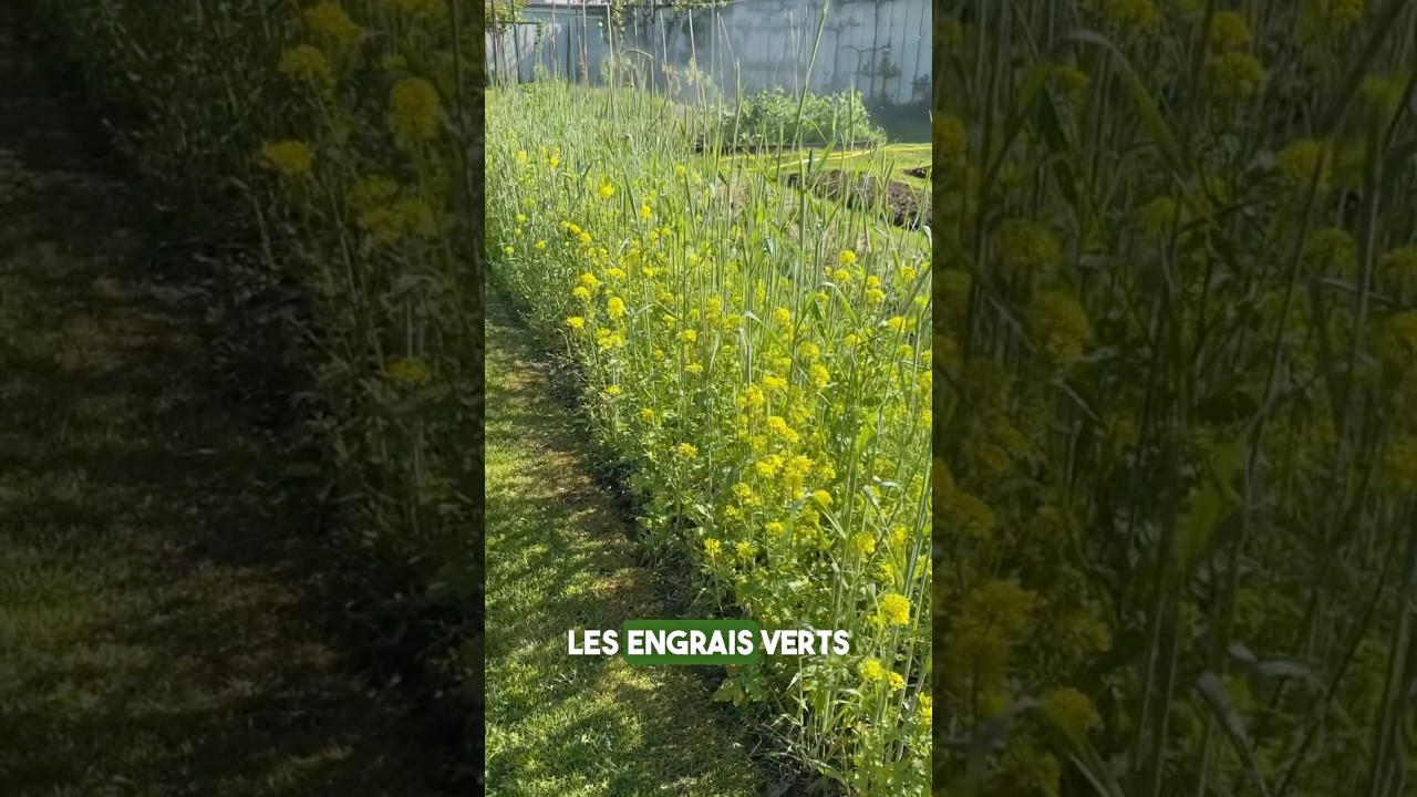 Les engrais verts,  des alli&eacute;s pour un jardin en pleine forme. Engrais Naturel 💪