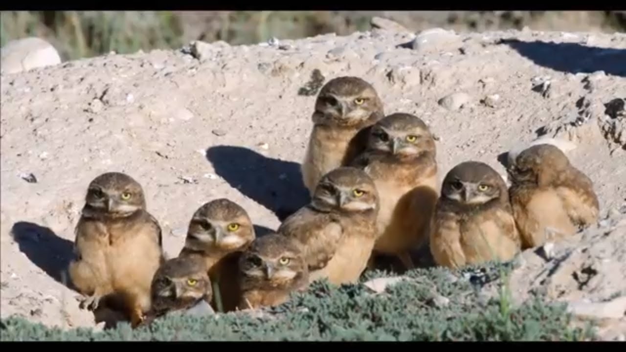 Welcome to the Cornell Lab of Ornithology