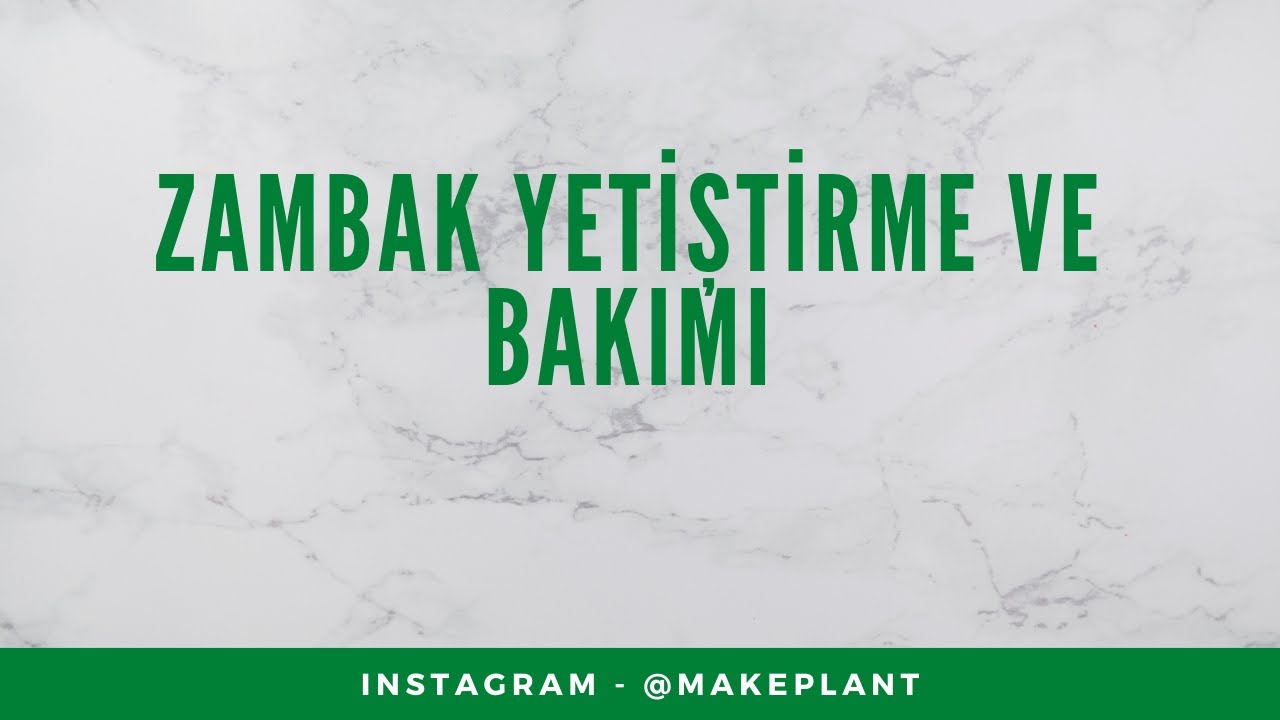 ZAMBAK YETİŞTİRME VE BAKIMI