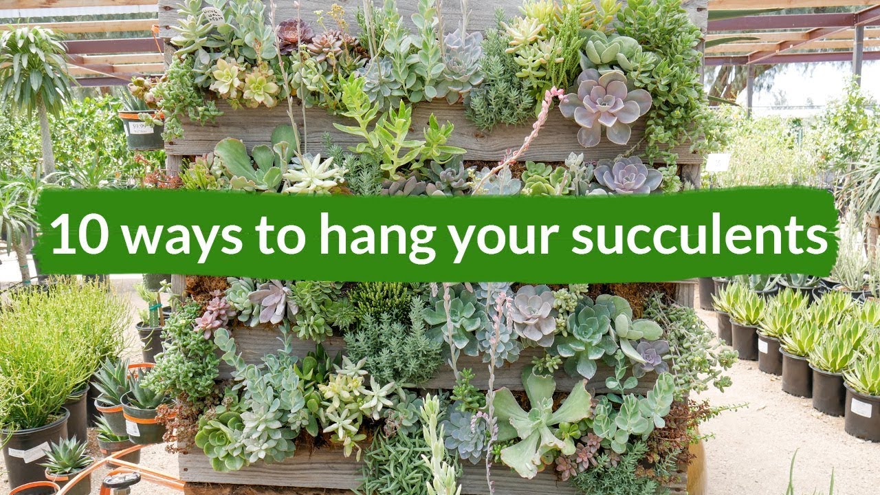 10 Ways To Hang Your Succulents / Joy Us Garden