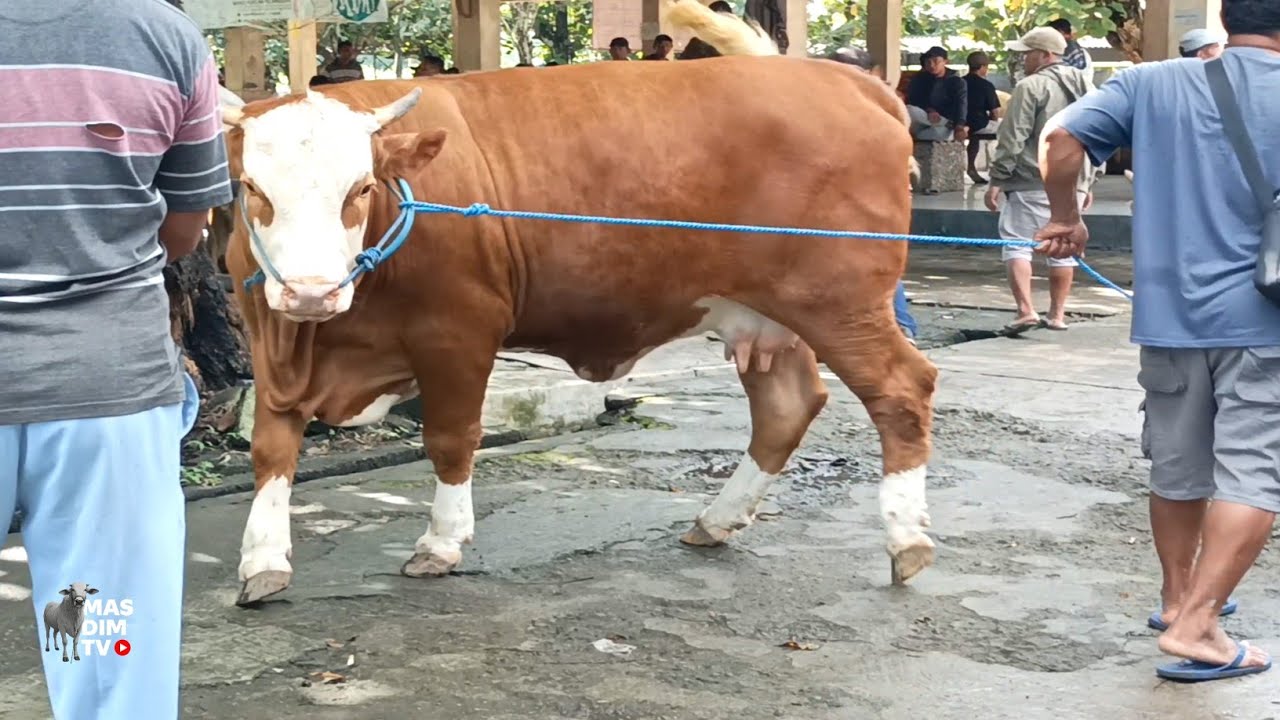 Barang Langka !! Babon Simental Paling Super Se Pasar Sampai Pindah Juragan 2x Di Pasar !!