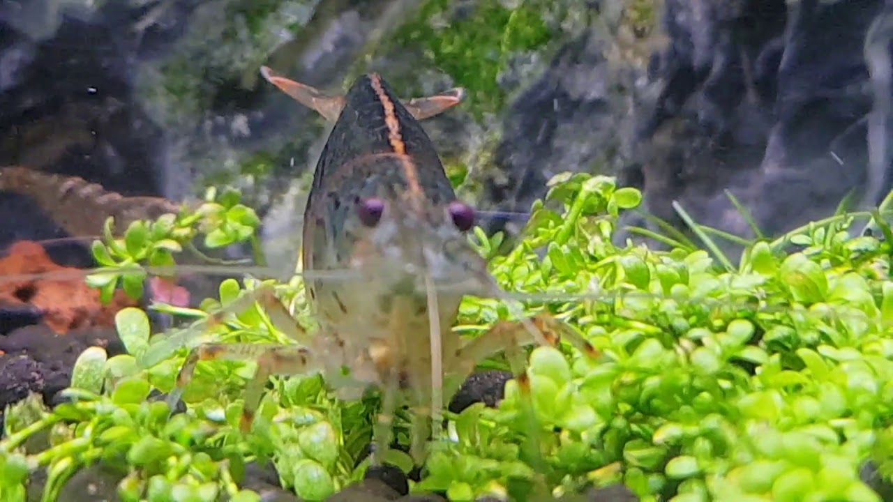Креветка Амано (Caridina multidentata)