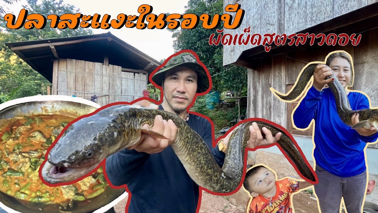กินปลาสะแงะตัวแรกของปีนี้ผัดเผ็ดสูตรสาวดอย
