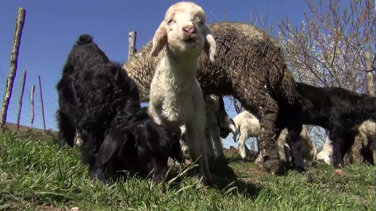 Bizim Köy - Sungurlu Beşkız Köyü