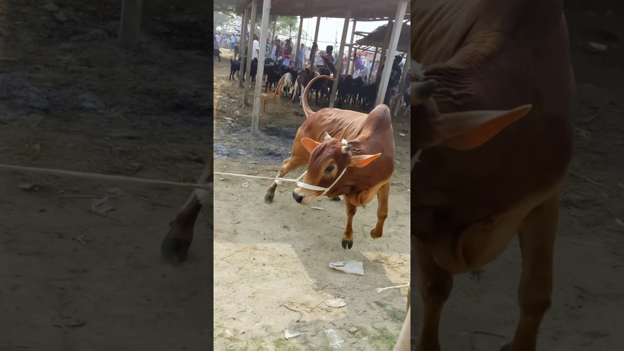 Powerful Rocket Cow Unloading 2025 || Pagla Goru Unloading 2025 ||