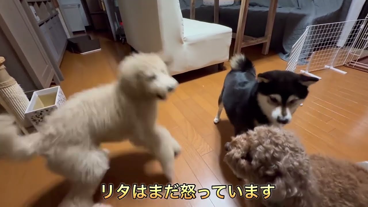 #12スタンダードプードルの仔犬が先住犬と仲良くなりたい❣️