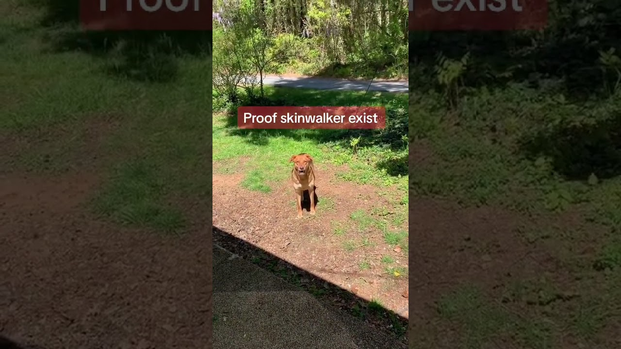 Proof skinwalker exist #shorts #viral #chillingnarratives  #darkmysteries #eerieadventures