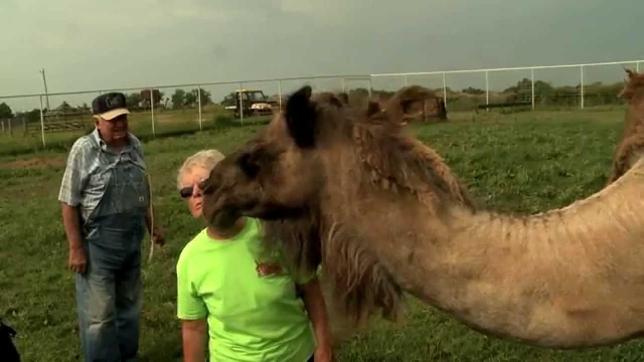 Camel Ranching