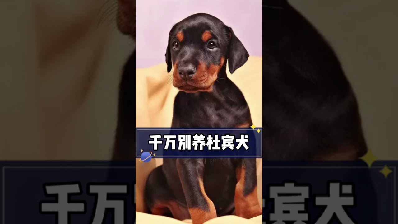 (萌寵百科 EP12) 千萬不要養杜賓犬