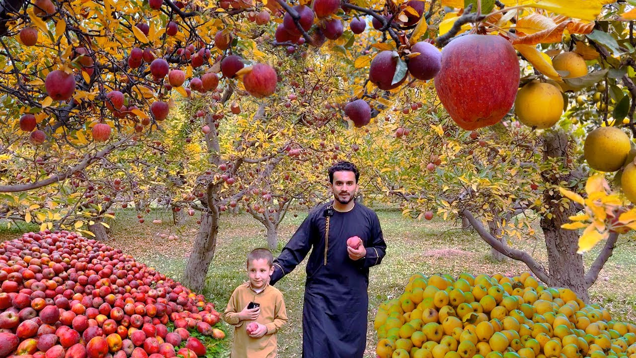 Wardak apples | Jalriz Afghanistan | وردګ کې د جلریز مڼې