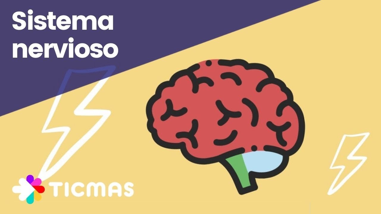Gu&iacute;a r&aacute;pida del sistema nervioso [FUNCIONES Y PARTES] - Resumen f&aacute;cil