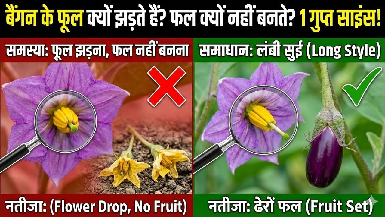 Baingan ke Phool par Ungli lagate hi Jadoo! 🍆✨ (Secret Science)