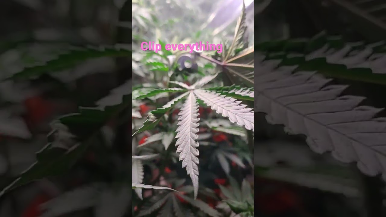 throwing some lst clips on my plants too even out the canopy #lst #cannabis #420 #growing #gardening
