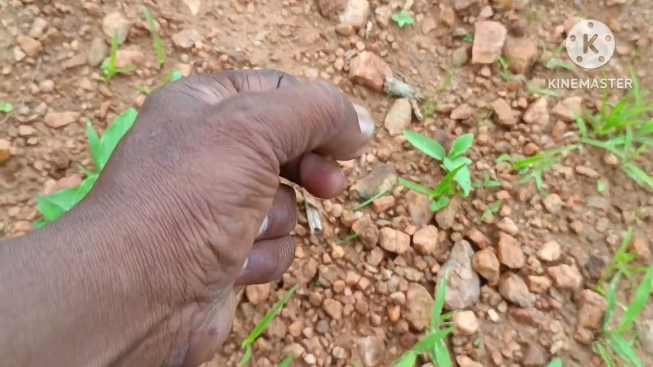 దొన ఫేమస్ డైమండ్ హంటింగ్ ప్లేస్ ఇన్ పగిడిరాయి