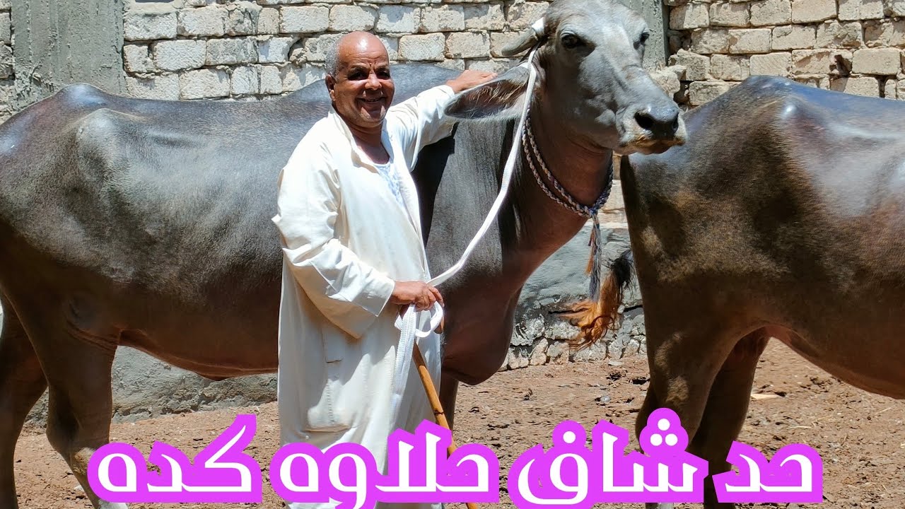 لا تقول لي هندي ولا ايطالي بعد المصري ما فيش والسعر خيالي🙅‍♂️