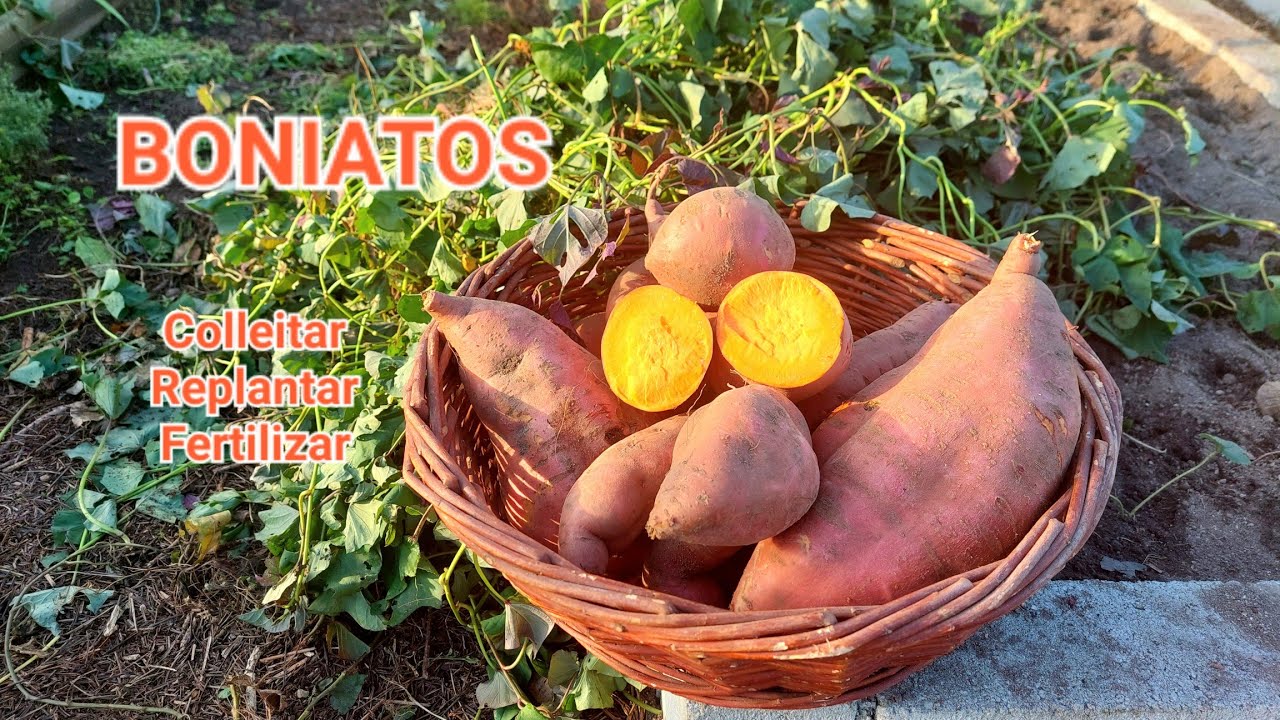 BONIATOS ~ ( Como plantar, gardar, abonar..)  🍠 || {NUSKA}
