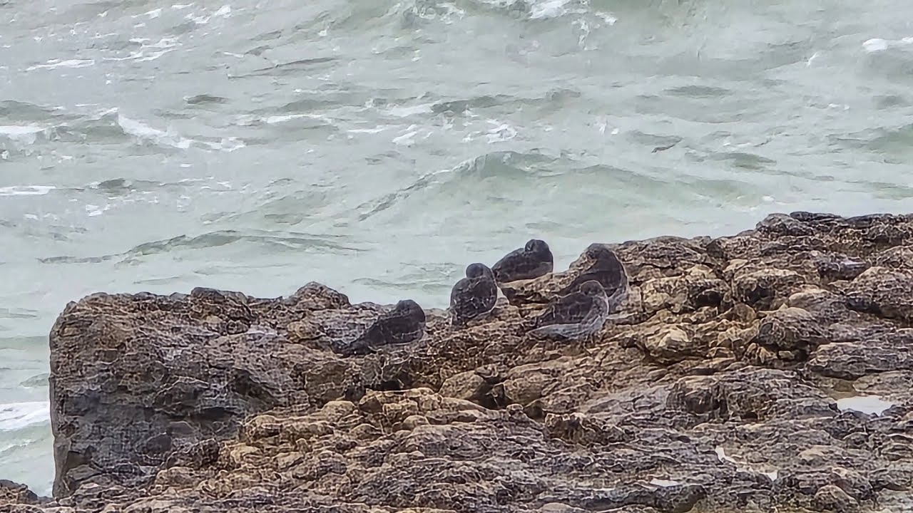 Winter bird edition. Weymouth & Portland. 