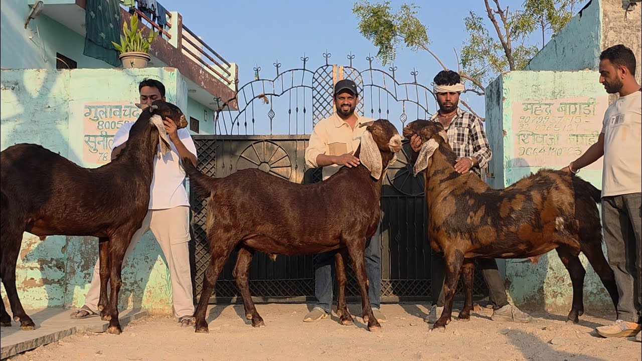 Adil Hussain Sahab Ke Bakre Record Breaking Self Feeding Goats On Weight Machine | MA JMD Goat Farm.