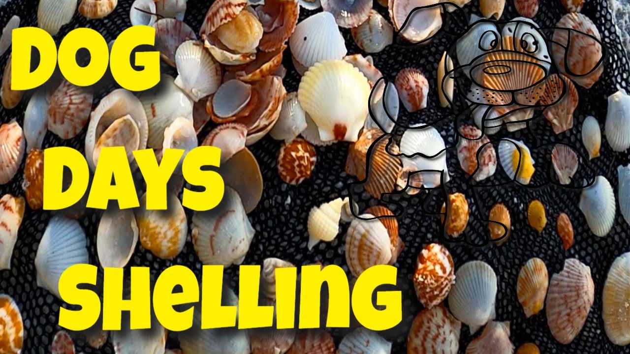 SHELLING The Dog Days of Summer, Navarre Beach