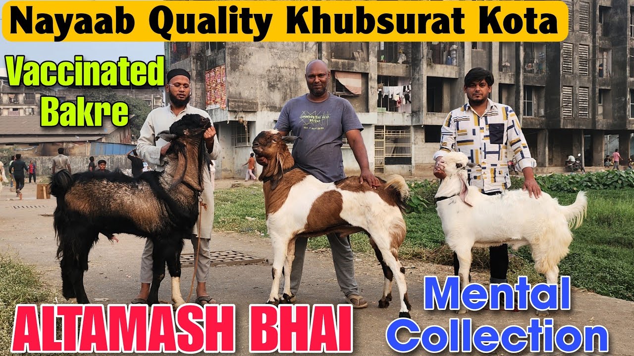 Nayaab Quality Khubsurat Kota Bakre At ALTAMASH BHAI | Full Garam Mental Bakre In Bhiwandi 