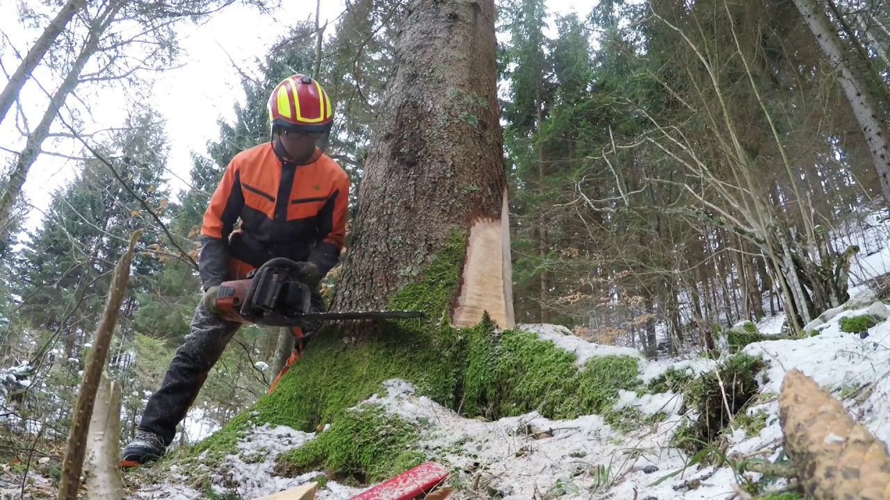 Felling big spruce