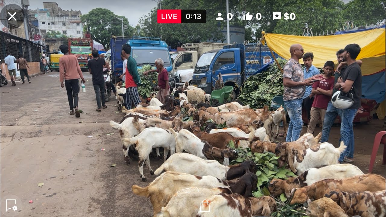 Baby Goat Market in Kolkata | Bakra Mandi Live 🔴