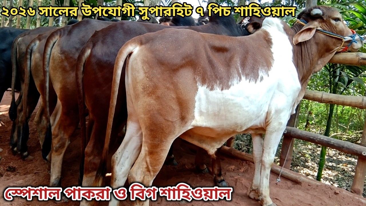 স্পেশাল পাকরা ও লাল টুকটুকে বিগ বিগ শাহিওয়াল কালেকশান ।। ২৮/০২/২০২৬