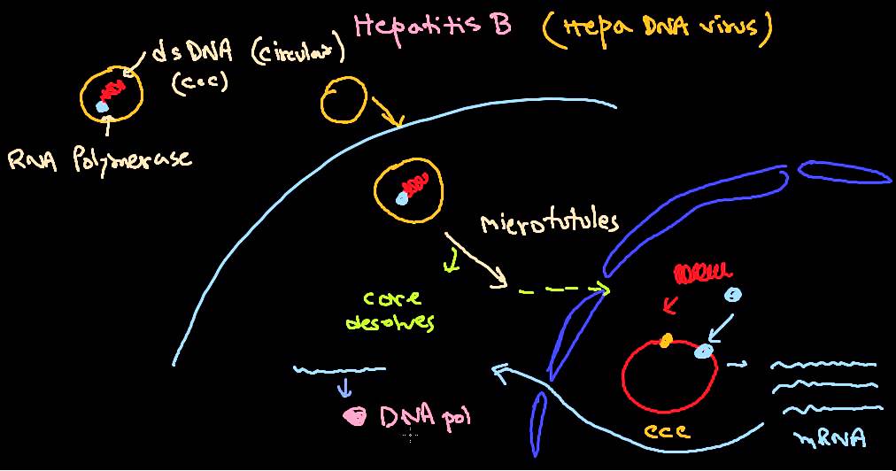 Hepatitis B virus life cycle