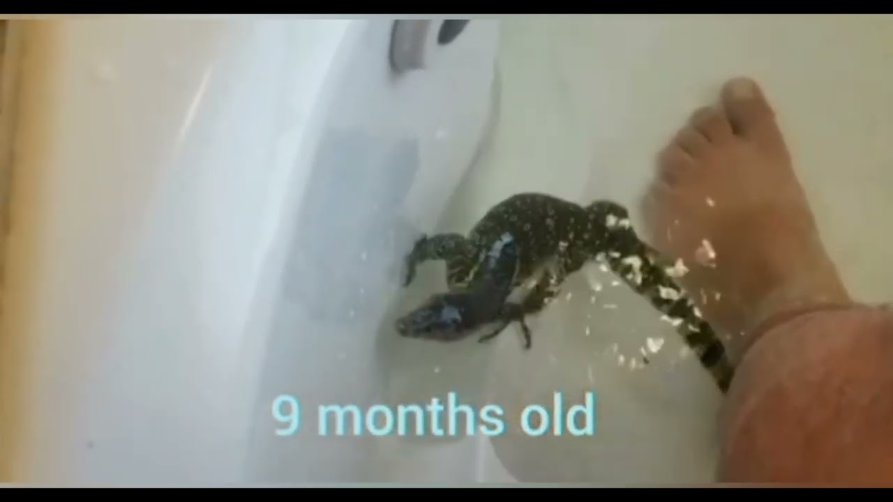Asian Water Monitor Growth 33 months