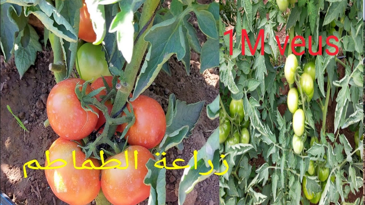 معلومات هامة جدا  ... كيفية تعامل مع طماطم من الغرس إلى جني المحصول
