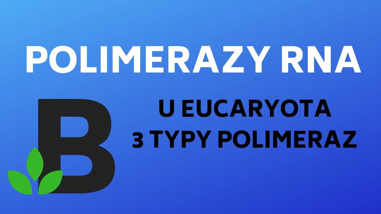 3 klasy POLIMERAZ u eucaryota #POLIMERAZA RNA I II III transkrypcja - KOREPETYCJE z BIOLOGII - 214