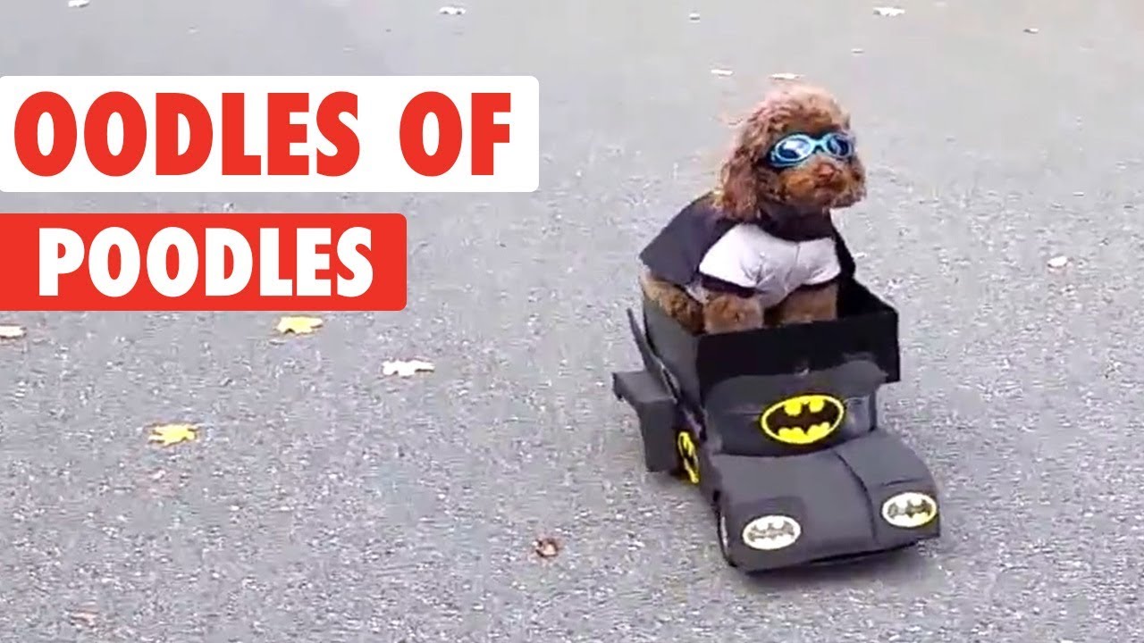 Oodles of Poodles and Doodles!