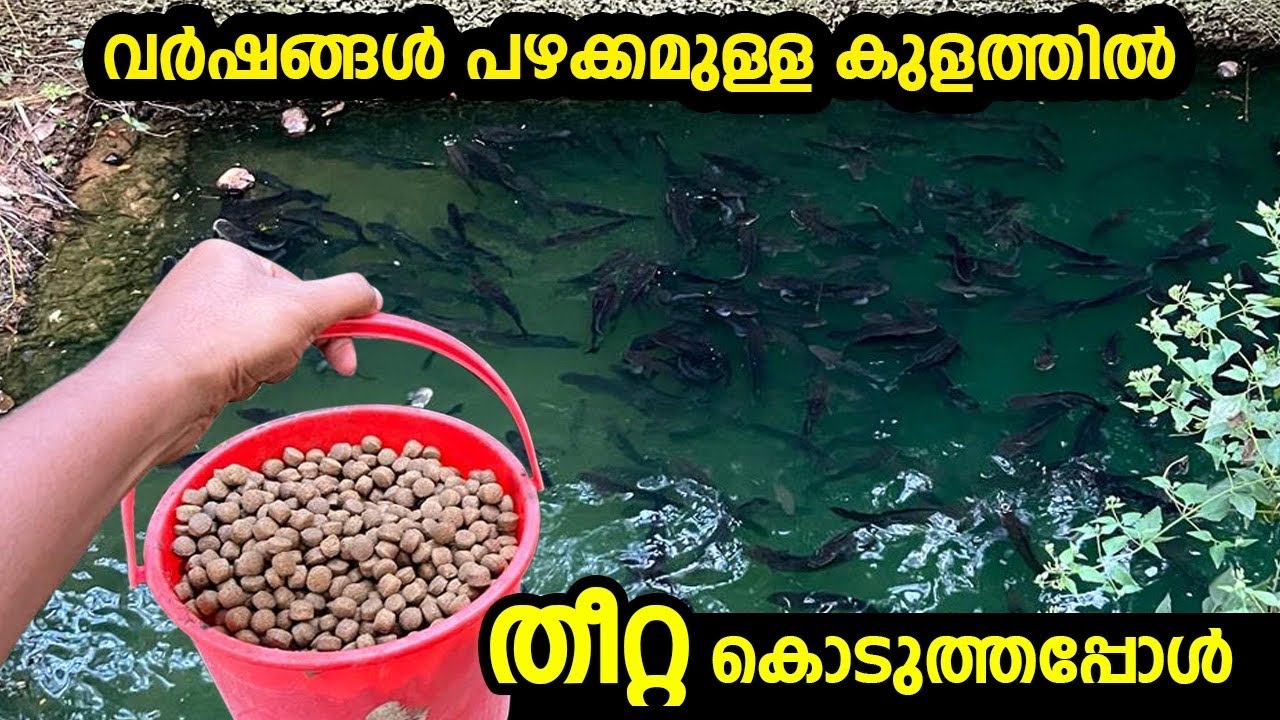 പാമ്പിൻ തലയുള്ള മീനുകൾ | Snakehead fish farming