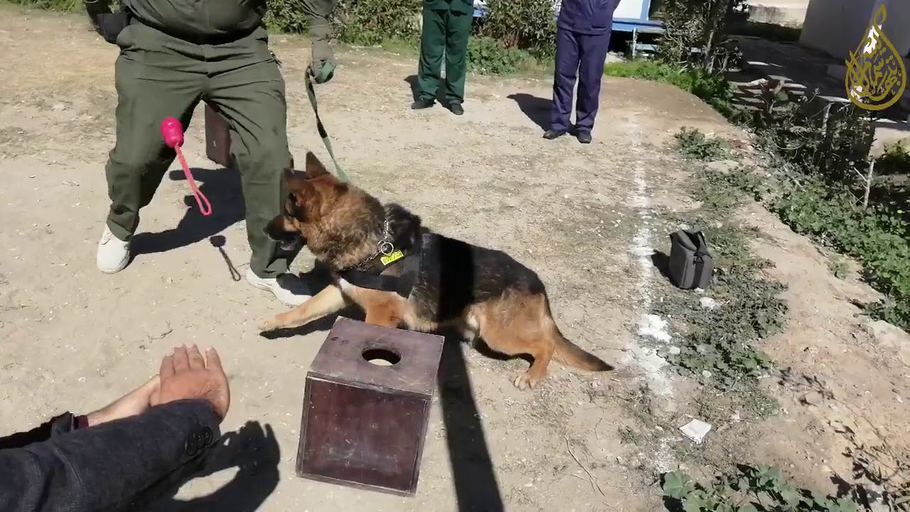 الكلاب البوليسية k9 .. ممارسة حية لكشف المتفجرات