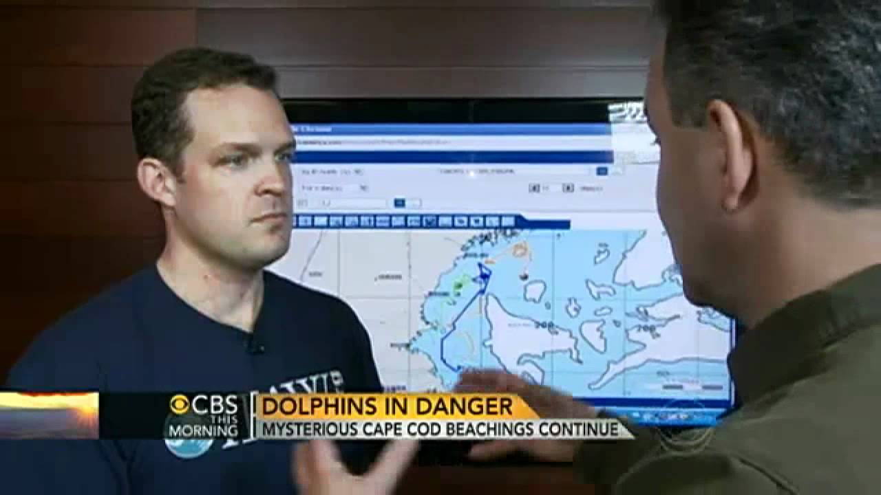 CBS Sunday Morning - More than 100 dolphins beached in Cape Cod